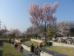 文音