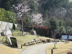 桜の里