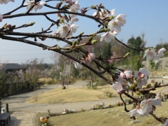 桜の里