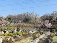 詩桜里
