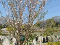 詩桜里