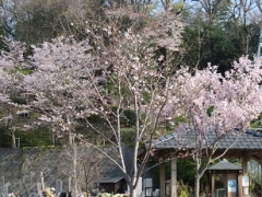 詩桜里