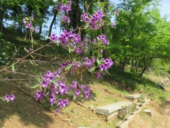 樹林墓地