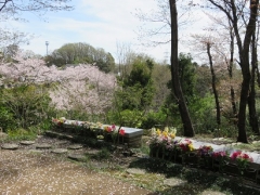 樹林墓地