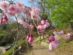 樹林墓地