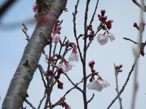 文音小彼岸桜0329