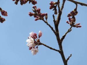 En21江戸彼岸桜0329