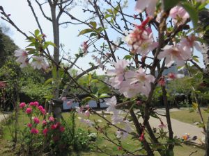 「桜の里・あさ陽の丘」のジュウガツザクラとシャクナゲ