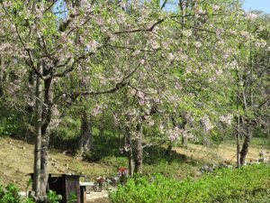 「樹林墓地」入口のシダレザクラ