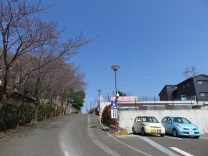 見真堂前の桜並木20170404-2