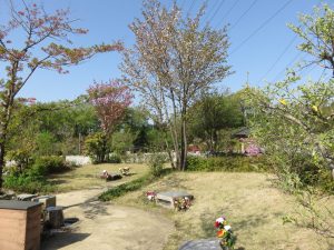 「樹林墓地・木立」のヤマザクラとヤエザクラ