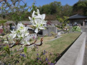 「桜葬墓地・詩桜里」のシデザクラ