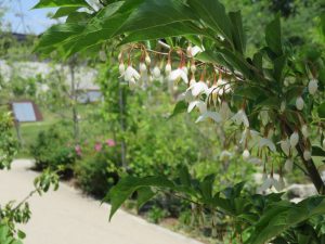 IMG_0025エゴノキの花と桜の里