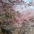 桜模様―3月7日
