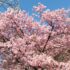 ✿ 桜模様✿ 　ー2月27日