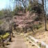 ✿ 桜模様✿ 　ー2月22日