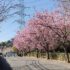 ✿ 桜模様✿ 　ー3月3日
