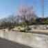 ✿ 桜模様✿ 　ー3月19日