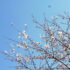 ✿ 桜模様✿ 　ー3月22日