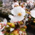 ✿ 桜模様✿ 　ー3月28日